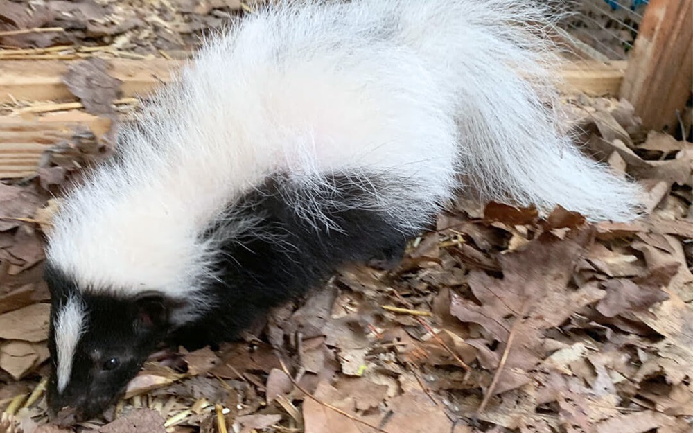 Skunks